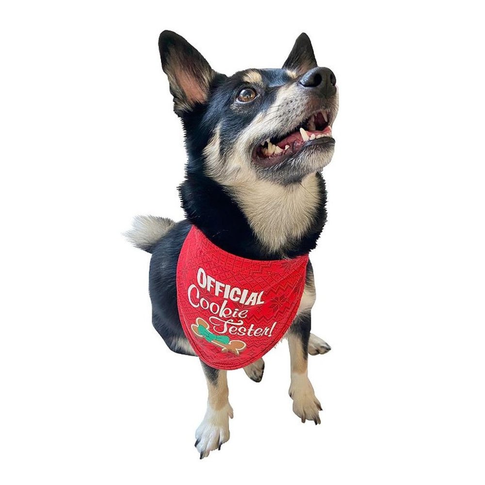 Woof Christmas Official Cookie Tester Dog Bandana Size Small/Medium NWT🦋